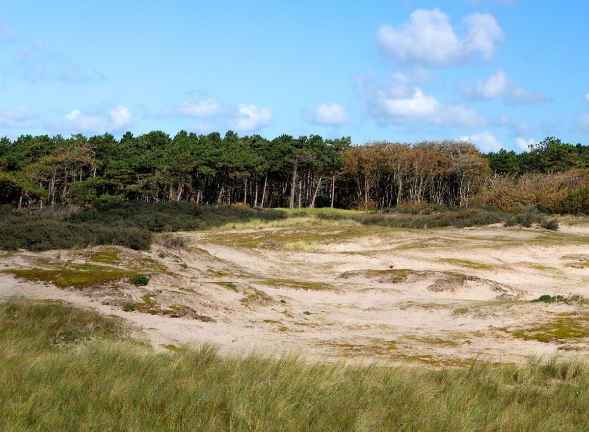 Het grootste bos van Zeeland, Boswachterij Westerschouwen