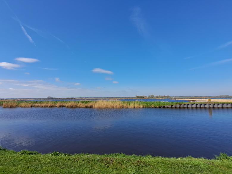 Drentse_Diep_Madeliefje_11